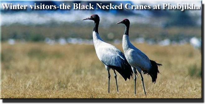 Black Necked Cranes at Phobjikha